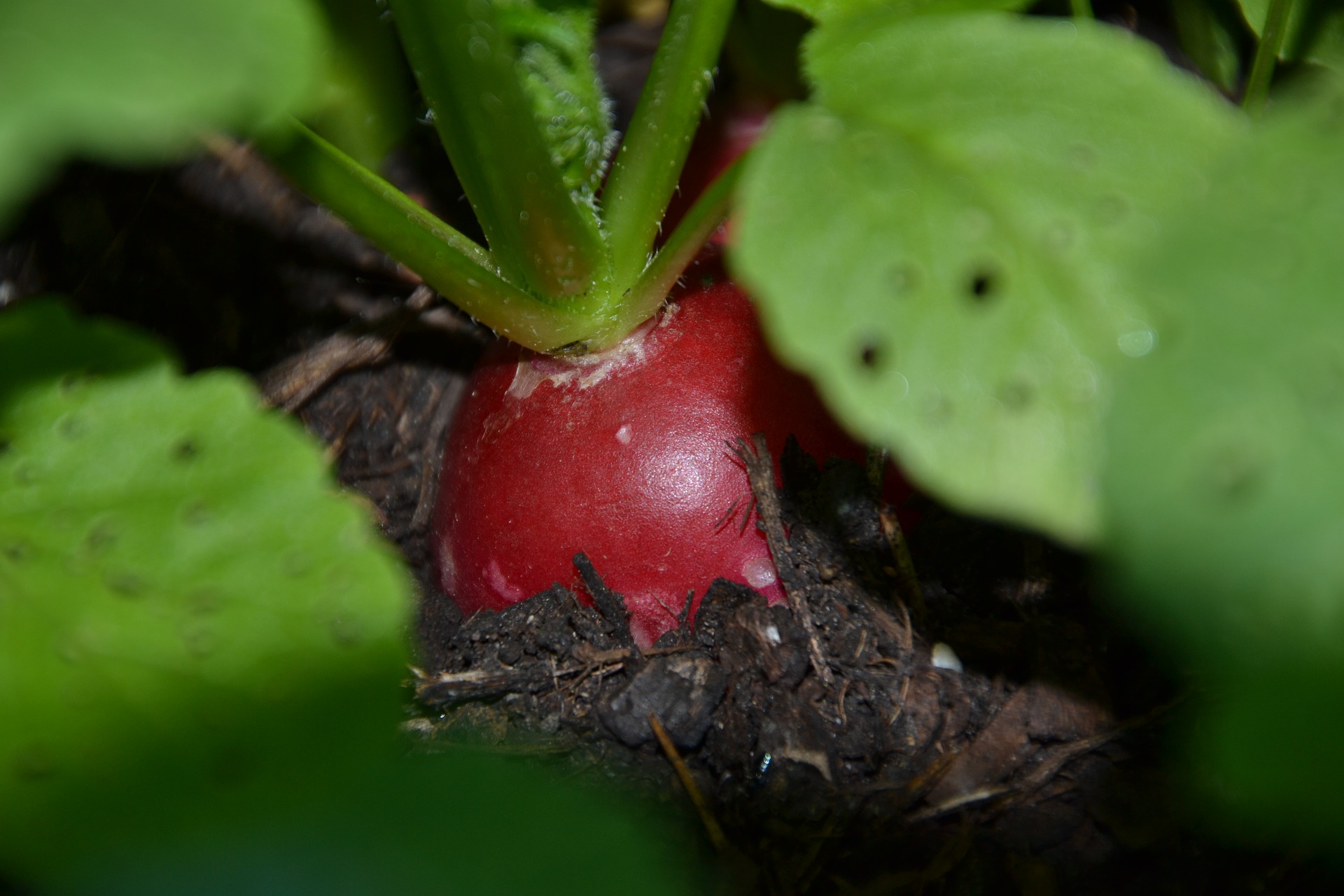 Radieschen im Hochbeet