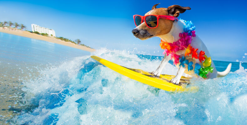 Hund surft am Meer auf einer Welle, in den Sommerferien, mit cooler Sonnenbrille und Blumenkette.